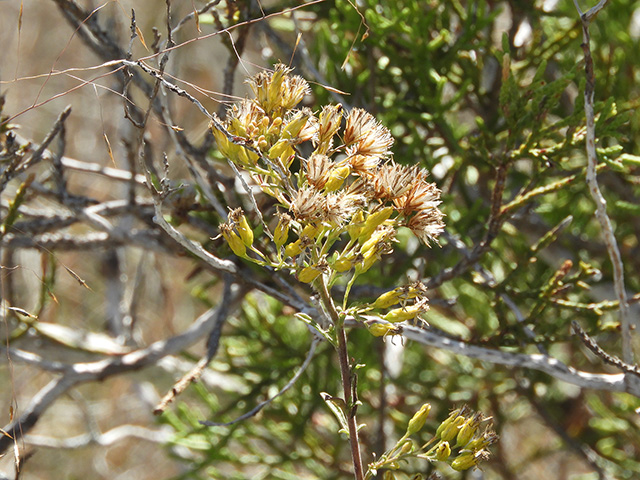 Solidago nemoralis var. longipetiolata (Gray goldenrod) #90781