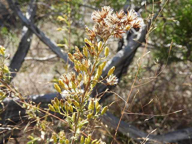 Solidago nemoralis var. longipetiolata (Gray goldenrod) #90783