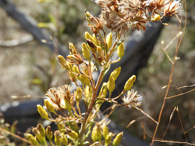 Solidago nemoralis var. longipetiolata (Gray goldenrod) #90784