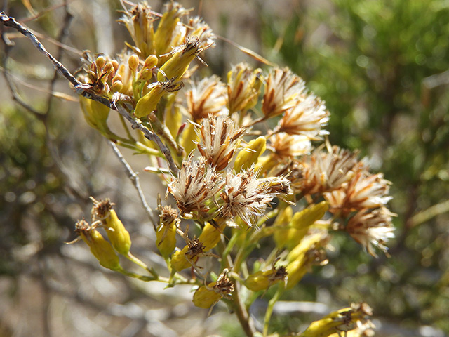 Solidago nemoralis var. longipetiolata (Gray goldenrod) #90785