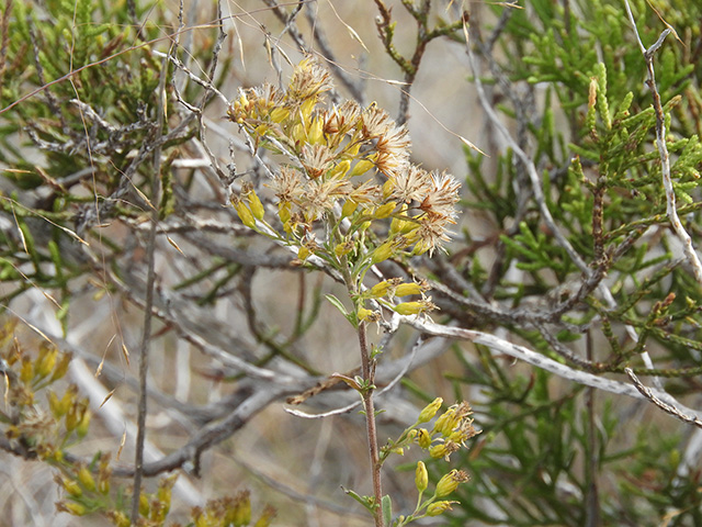 Solidago nemoralis var. longipetiolata (Gray goldenrod) #90787