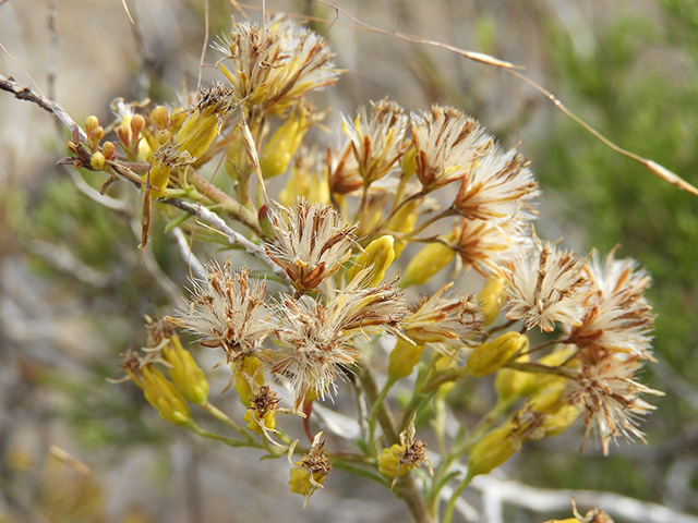 Solidago nemoralis var. longipetiolata (Gray goldenrod) #90789