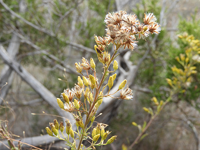 Solidago nemoralis var. longipetiolata (Gray goldenrod) #90790