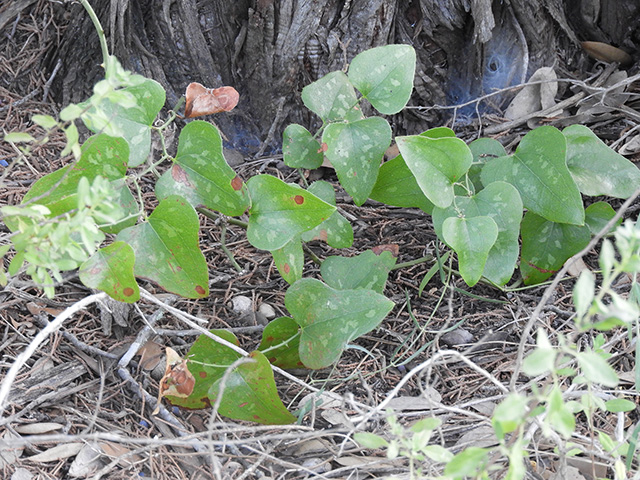 Smilax bona-nox (Sawbriar) #90882