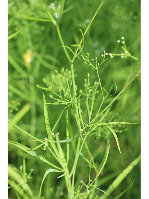 Cynosciadium digitatum (Finger dogshade) #43280