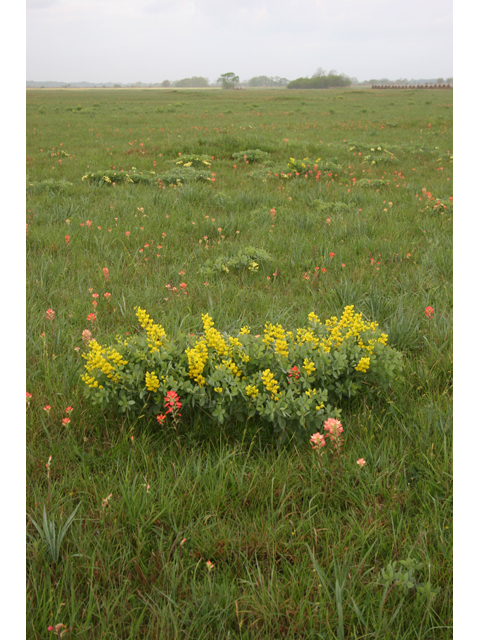 Baptisia sphaerocarpa (Yellow wild indigo) #36363