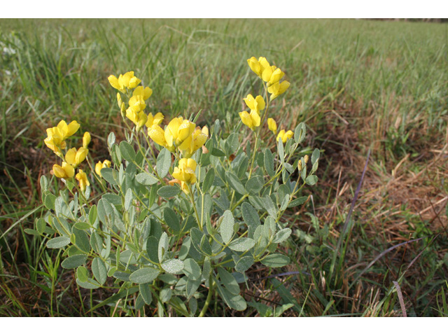 Baptisia sphaerocarpa (Yellow wild indigo) #36365