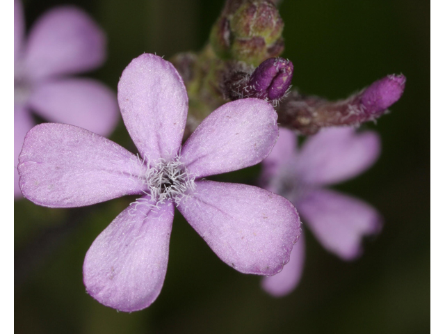 Buchnera americana (American bluehearts) #36371