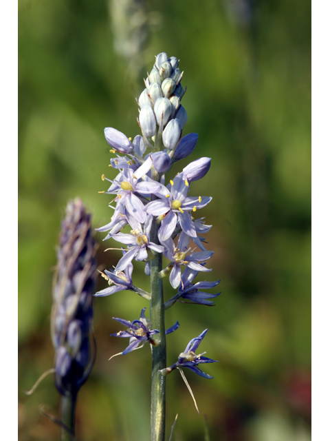 Camassia angusta (Prairie camas) #36392