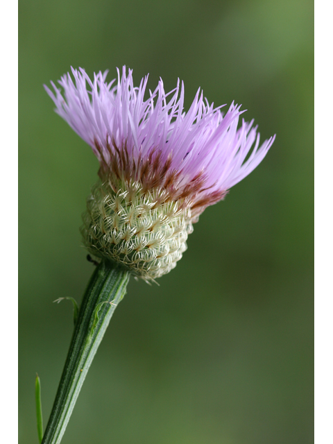 Centaurea americana (American basket-flower) #36406