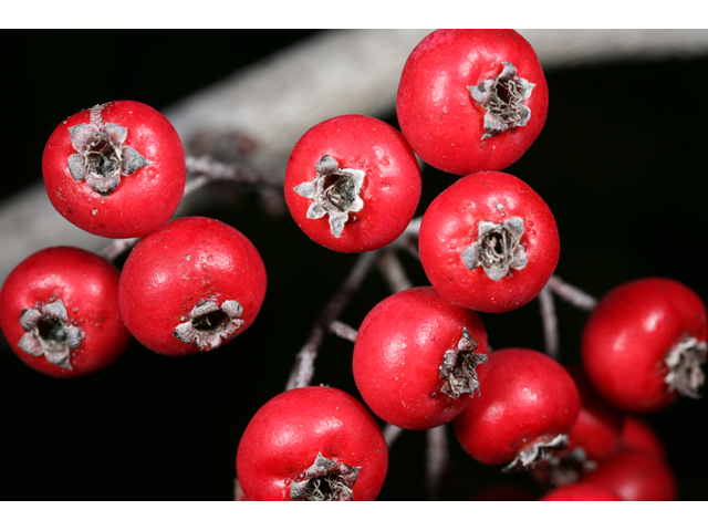 Crataegus spathulata (Littlehip hawthorn) #36439