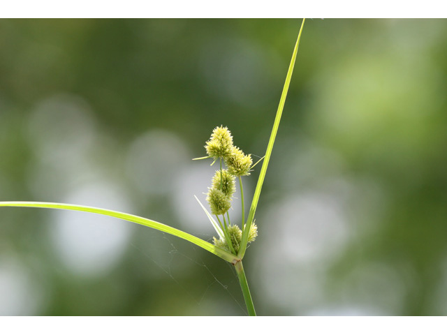 Cyperus cephalanthus (Buttonbush flatsedge) #36440