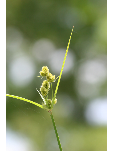 Cyperus cephalanthus (Buttonbush flatsedge) #36441