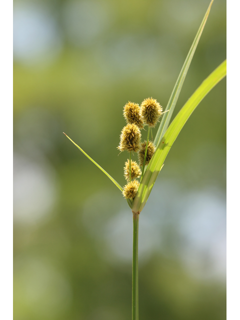 Cyperus cephalanthus (Buttonbush flatsedge) #36442