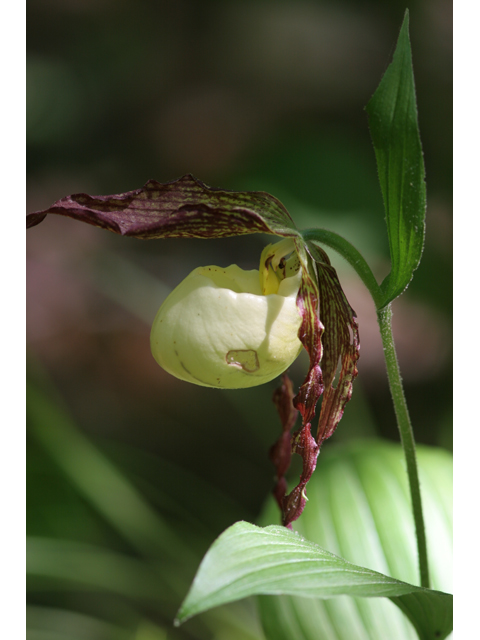 Cypripedium kentuckiense (Southern lady's-slipper) #36443