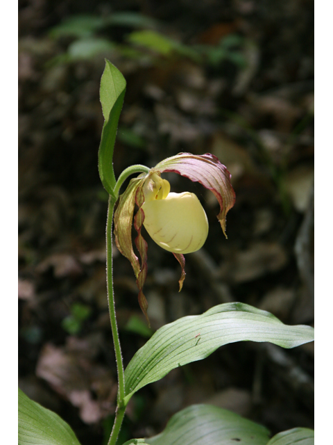 Cypripedium kentuckiense (Southern lady's-slipper) #36444