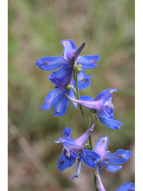 Delphinium carolinianum (Prairie larkspur) #36451