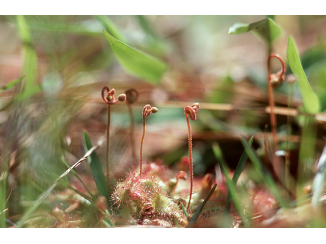 Drosera capillaris (Pink sundew) #36463