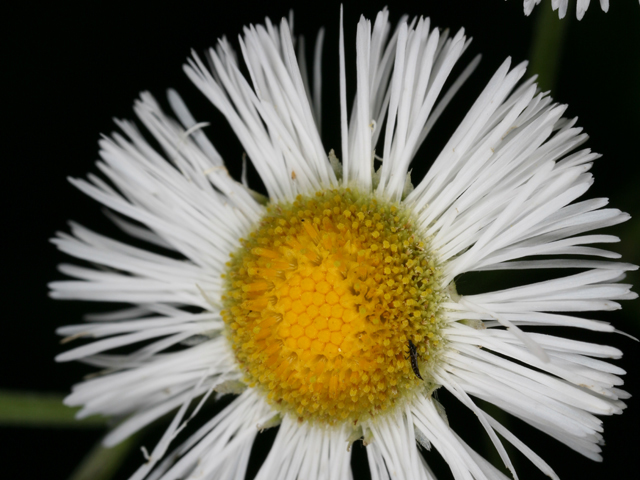 Erigeron philadelphicus (Philadelphia fleabane) #36464