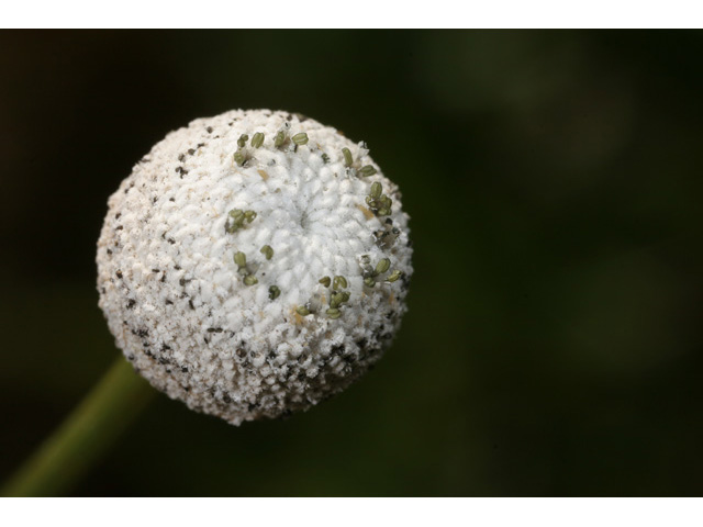 Eriocaulon decangulare (Ten-angle pipewort) #36465