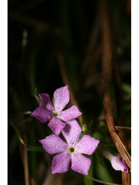 Phlox cuspidata (Pointed phlox) #36488