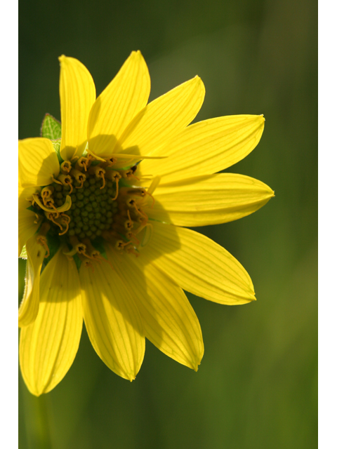 Silphium gracile (Slender rosinweed) #36526