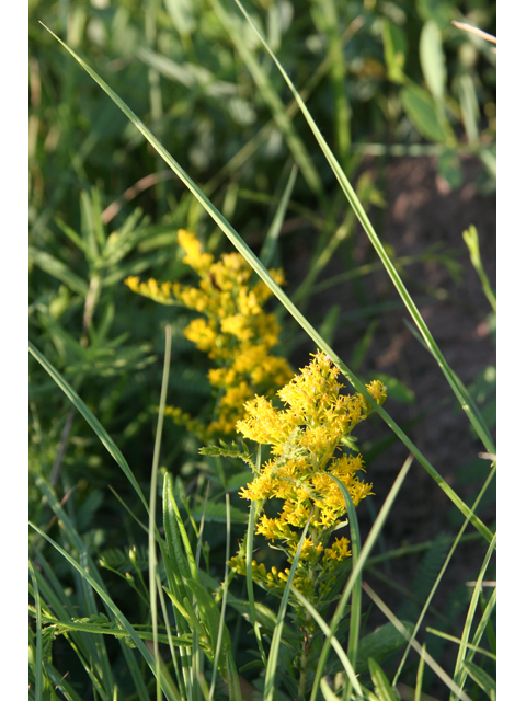 Solidago tortifolia (Twistleaf goldenrod) #36534