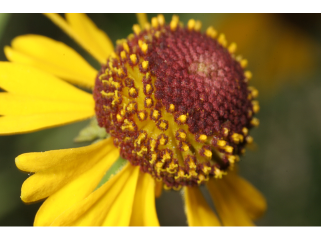 Helenium flexuosum (Purplehead sneezeweed) #36540