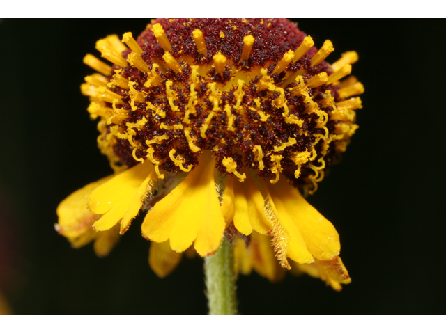 Helenium flexuosum (Purplehead sneezeweed) #36541