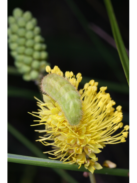 Neptunia lutea (Yellow sensitive briar) #36554