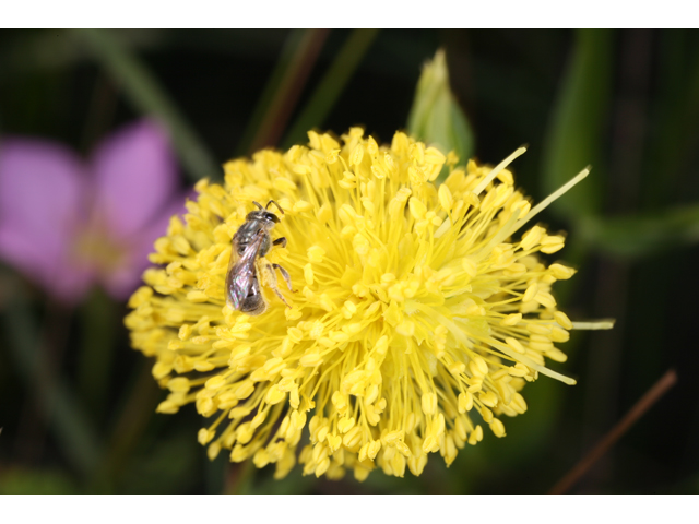 Neptunia lutea (Yellow sensitive briar) #36557