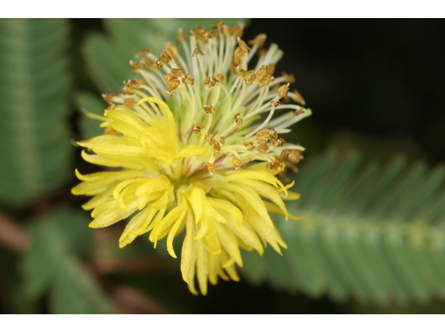 Neptunia pubescens (Tropical puff) #36560