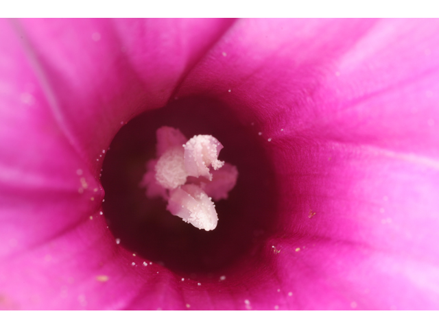 Ipomoea sagittata (Saltmarsh morning-glory) #36570