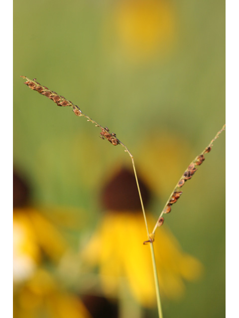 Paspalum plicatulum (Brownseed paspalum) #36582