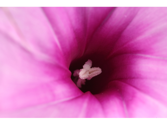 Ipomoea sagittata (Saltmarsh morning-glory) #36585