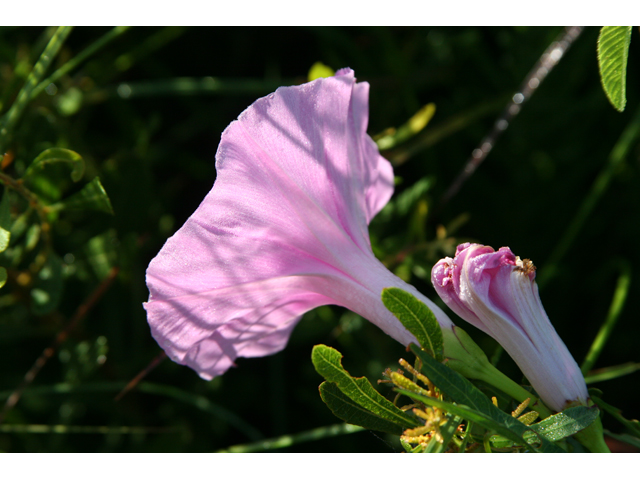 Ipomoea sagittata (Saltmarsh morning-glory) #36600