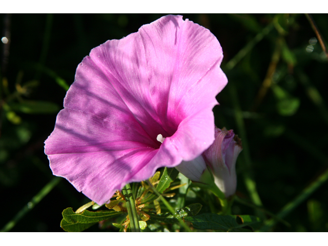 Ipomoea sagittata (Saltmarsh morning-glory) #36601