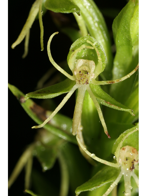 Habenaria repens (Waterspider bog orchid) #36626