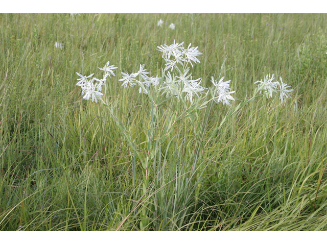 Euphorbia bicolor (Snow on the prairie) #36642