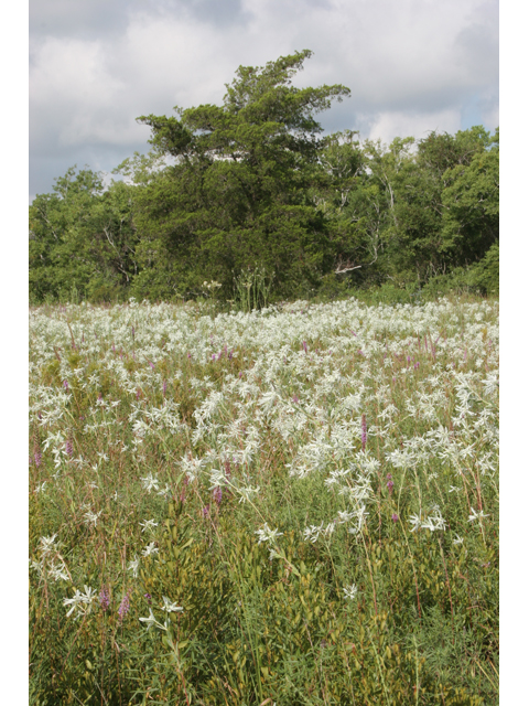 Euphorbia bicolor (Snow on the prairie) #36644