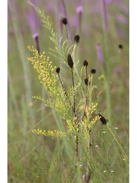 Solidago sempervirens (Seaside goldenrod) #36650