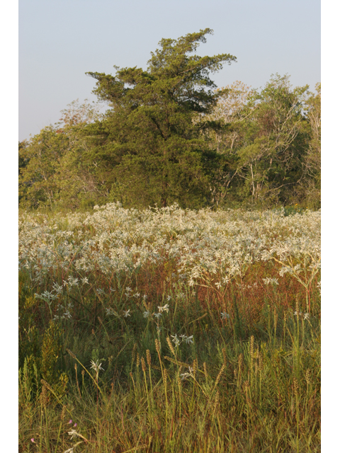 Euphorbia bicolor (Snow on the prairie) #36669