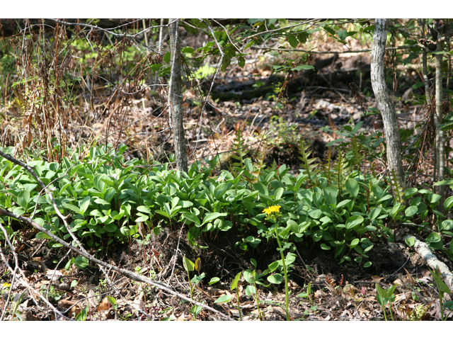 Trillium texanum (Texas trillium) #36791