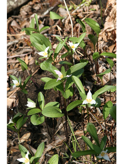 Trillium texanum (Texas trillium) #36793