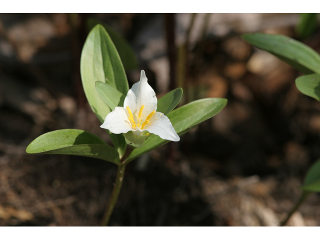 Trillium texanum (Texas trillium) #36794