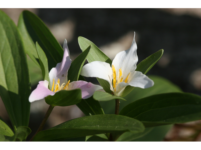 Trillium texanum (Texas trillium) #36795