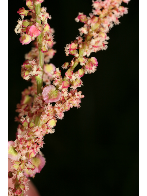 Rumex hastatulus (Heartwing sorrel) #36800