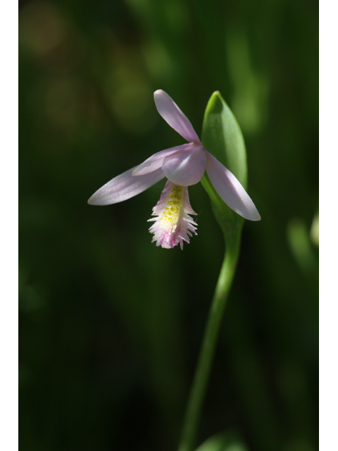 Pogonia ophioglossoides (Rose pogonia) #36816