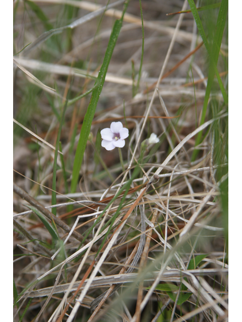 Pinguicula pumila (Small butterwort) #36817