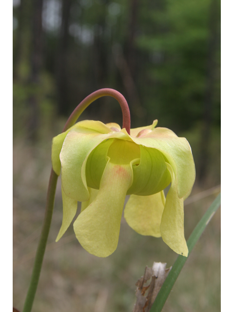 Sarracenia alata (Yellow trumpets) #36819